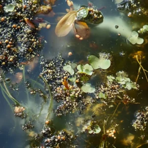 A close-up of aquatic plants, seeds, and insects in a wetland.